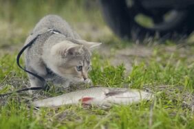 Camping mit Katze: Die wichtigsten Tipps