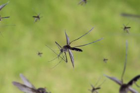 Mückenspray selber machen – So einfach geht’s!