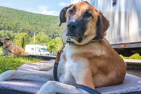 Mit Vierbeiner in die Grande Nation: 7 Camping-Empfehlungen mit Hund in Frankreich
