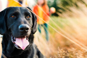 Camping mit Hund: Stressfrei in den Campingurlaub mit Frankana