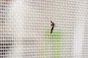 Insektenschutz für Camper: So schützt du dich vor Stechmücken, Wespen und Co.