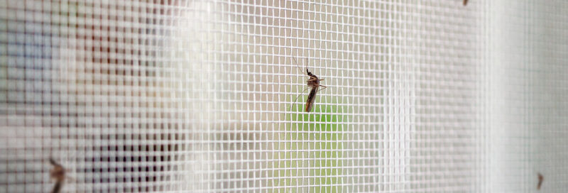 Mosquito an Schutzwand