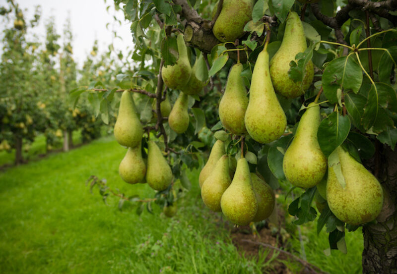 Birnen auf einer Obstplantage in Gelderland