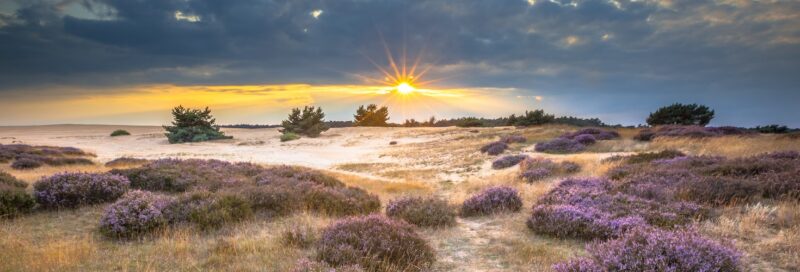 Sonnenaufganggang im Nationalpark Hoge Veluwe