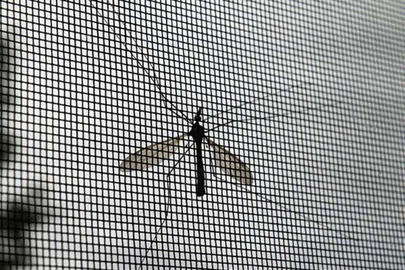 Mosquito auf Insektenschutz