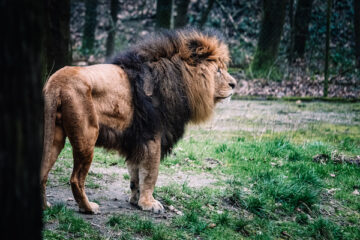 Löwe im Zoo von Arnheim
