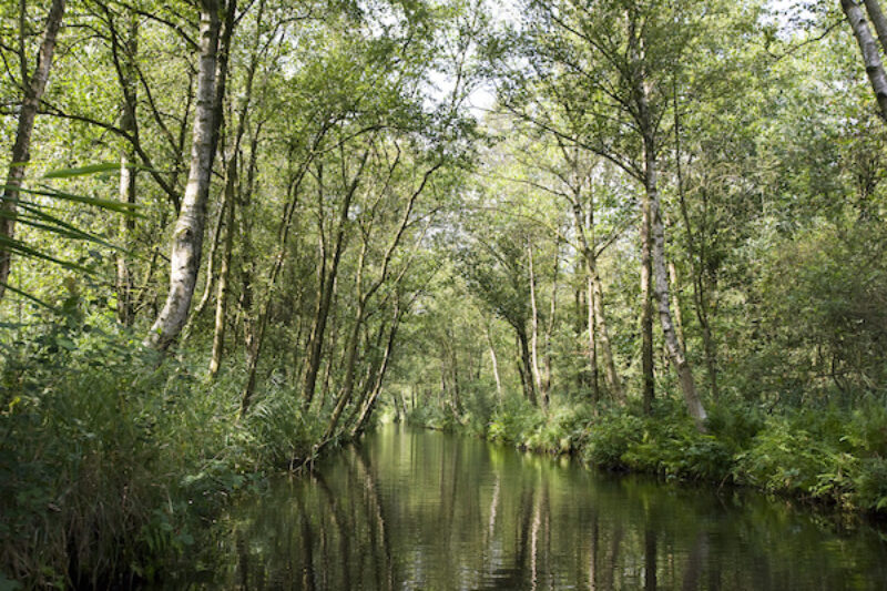 Ein Fluss im Nationalpark Weeribben Wieden.