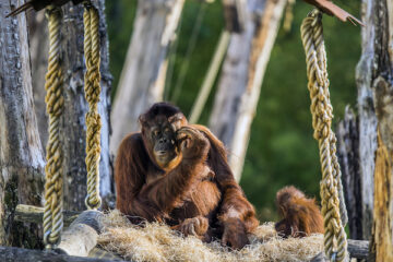 Ein Orang Utan mit Babies im Apenheul Zoo.