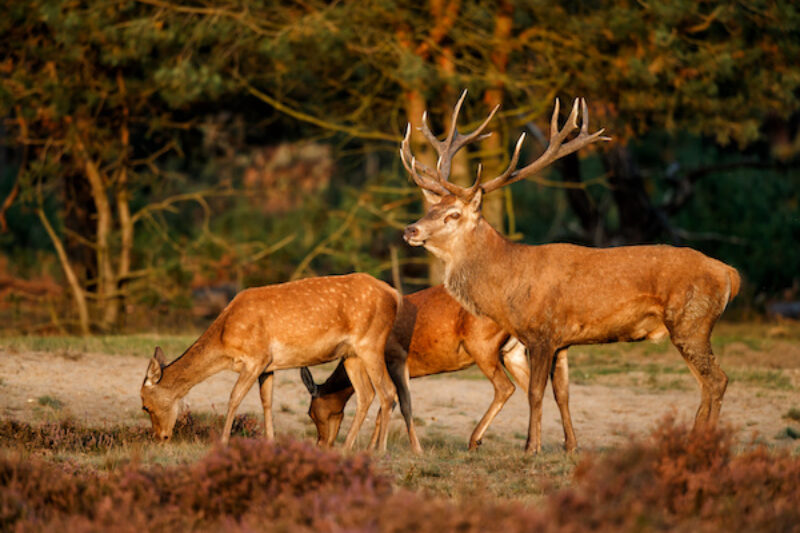 Rentiere im Nationalpark Hoge Veluwe