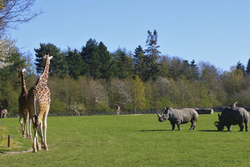 Verschiedene Wildtiere im Knuthenborg Park & Safari