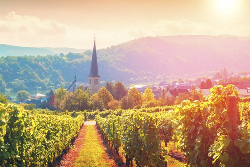 Weinberg und Kirche im Moseltal