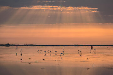 Flamingos im Ebrodelta