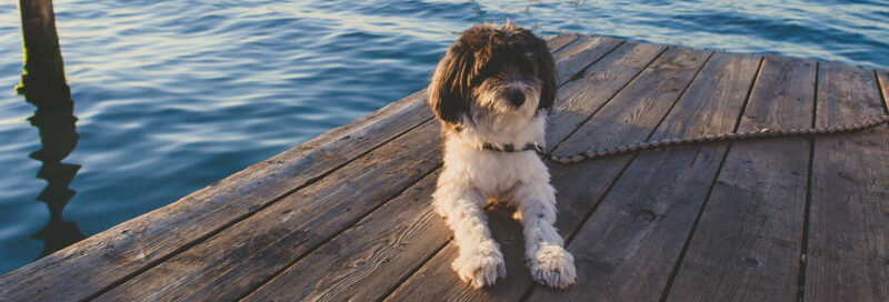 Hund auf Steg bei Venedig