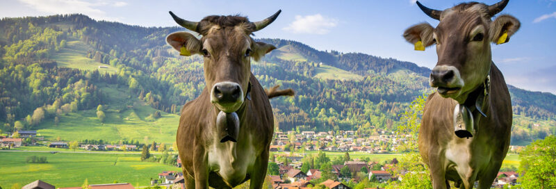 Zwei Kühe im Allgäu zeigen die 7 besten Campingplätze im Allgäu