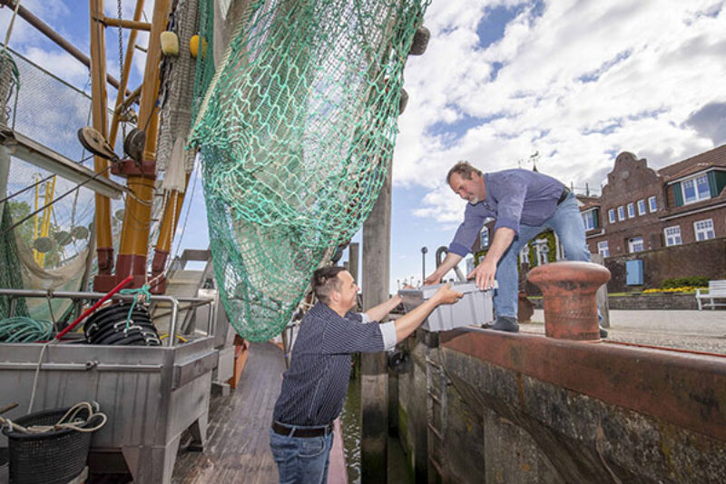 Am Hafen können die Fischer bei der Arbeit beobachtet werden, den Neuharlingersiel liegt eine aktive Krabbenkutterflotte.