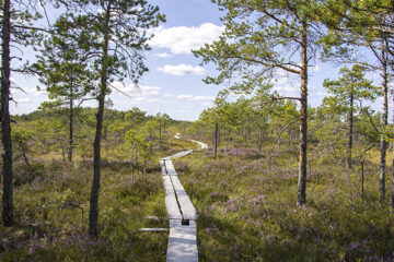 Hölzener Wanderpfad im Torronsuo Nationalpark