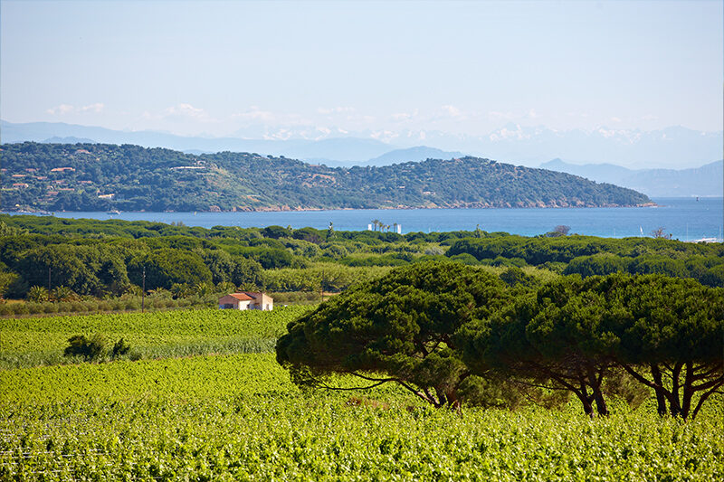 Blick auf das Weingut vom Campingplatz