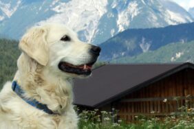 Die 9 besten Campingplätze für Hundebesitzer in Österreich