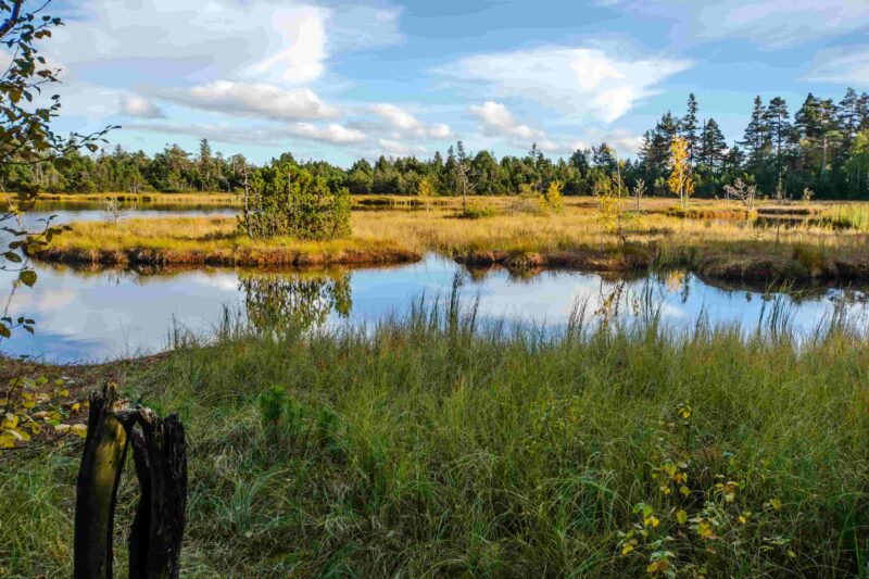 Hochmoor im Schwarzwald