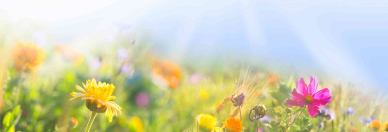 Bunte Wiese mit Wildblumen - Sommer - Banner