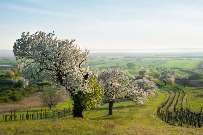 Blühende Kirschbäume am Neusiedlersee