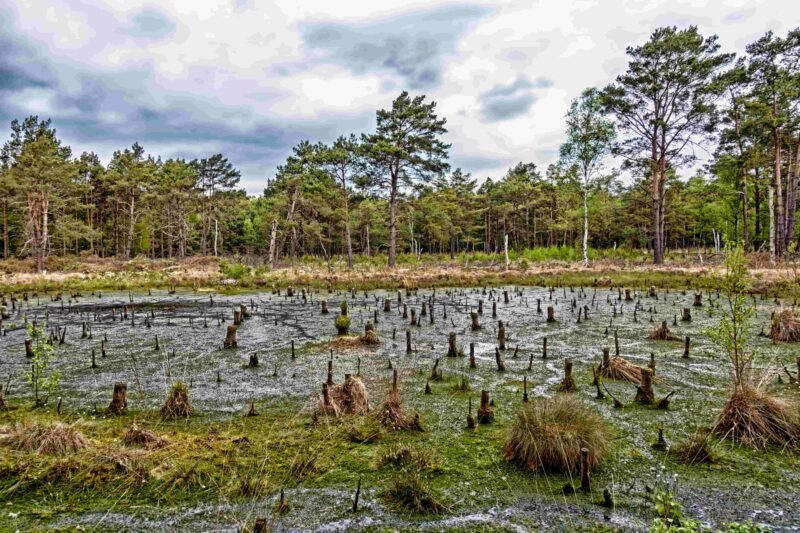 Landschaft im Naturschutzgebiet Großes und Weißes Moor