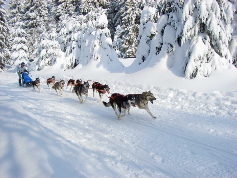 Husky-Touren in Hessen