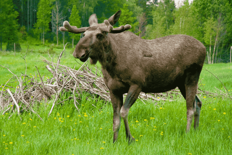 Elchpark in Schweden