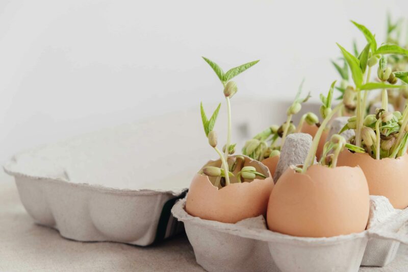 Sämlingspflanzen in Eierschalen, Eco-Gardening