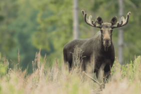 Elchparks in Schweden: Besuch beim König der Wälder