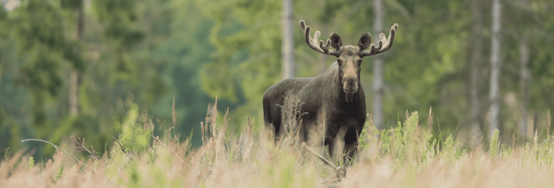 Elchbulle in einem Elchpark in Schweden