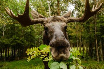 Elch im Wald
