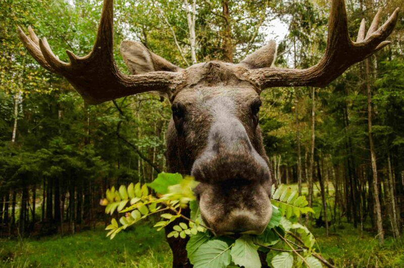 Elch im Wald