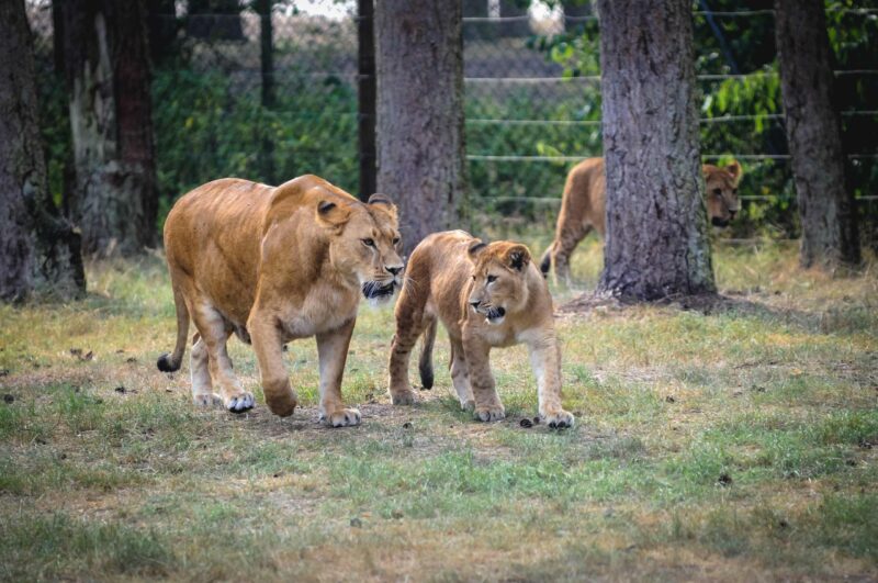 Löwen im Serengeti Park, Zoo und Freizeitpark