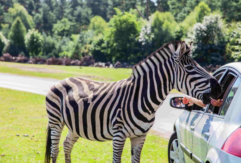 Zebra im Serengeti-Park