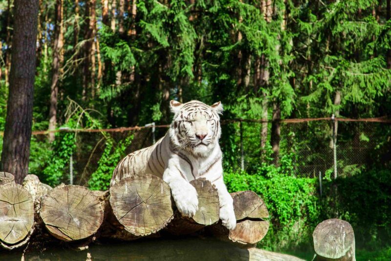 Weißer Tiger im berühmten Tier- und Freizeitpark Serengeti-Park