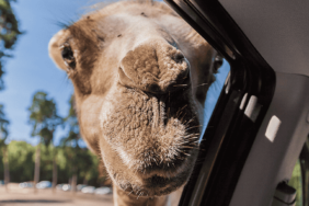 Camping im Serengeti-Park: So geht Safari in Deutschland