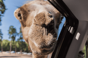 Camping im Serengeti-Park: So geht Safari in Deutschland