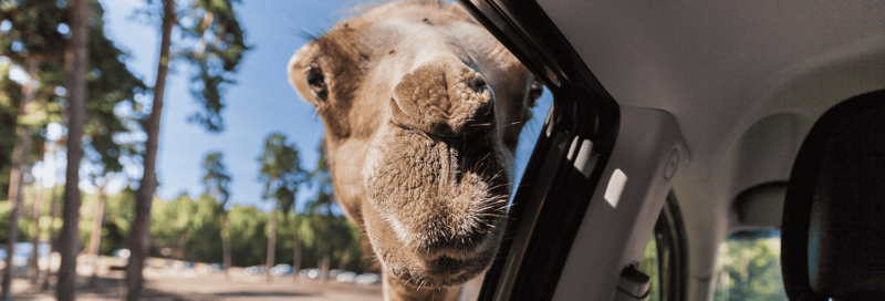 Ein Kamel schaut in das Fenster eines Autos