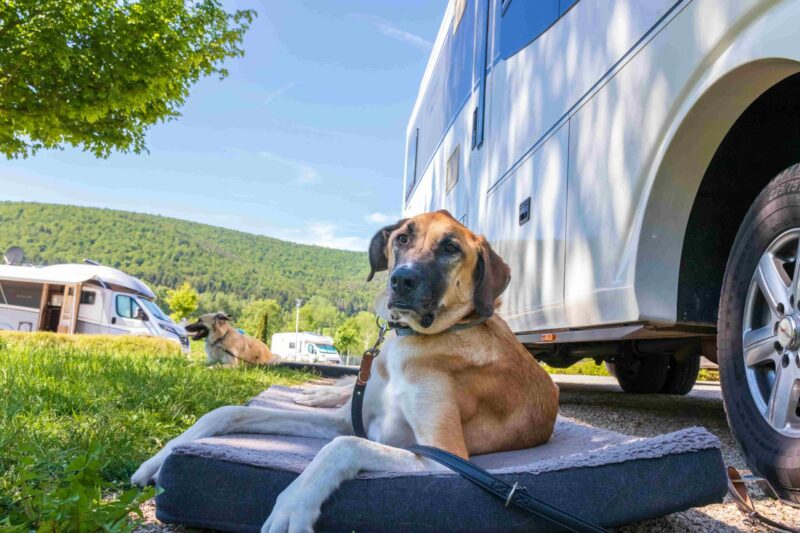 Hund vor dem Wohnmobil