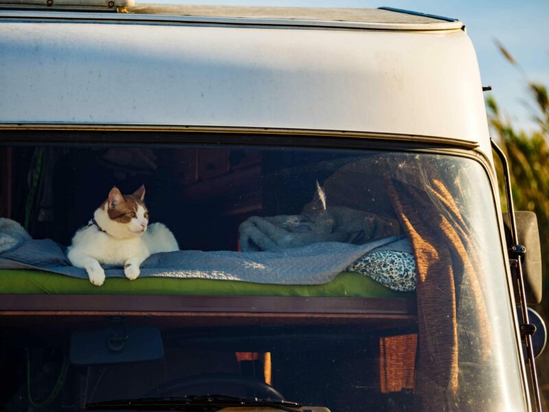 Katze liegt im Wohnmobil auf dem Bett