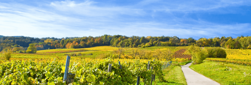 Herbstzeit mit Weinbergen in der Pfalz