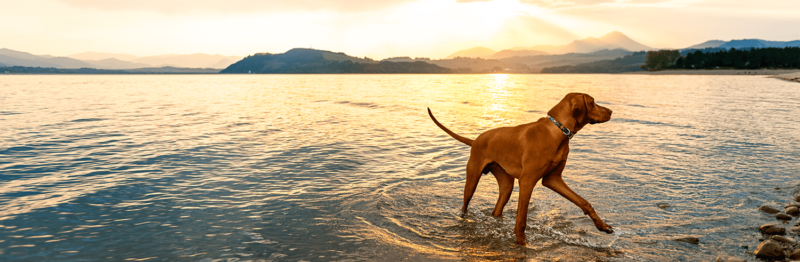 Campingplätze mit Hundestrand