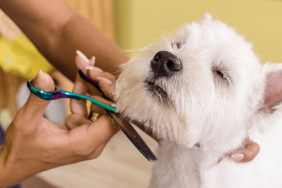 Campingplätze mit Hundefriseur