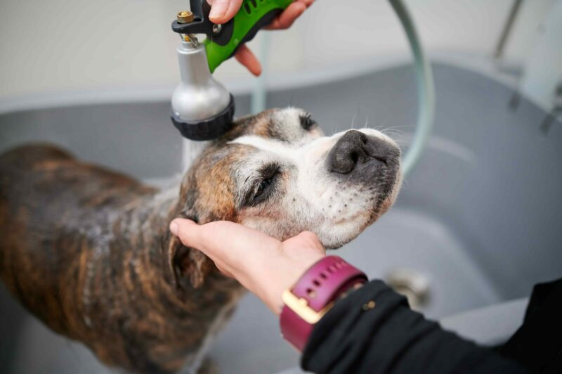 Hundefriseur, der Wasser über den Kopf des Hundes gießt