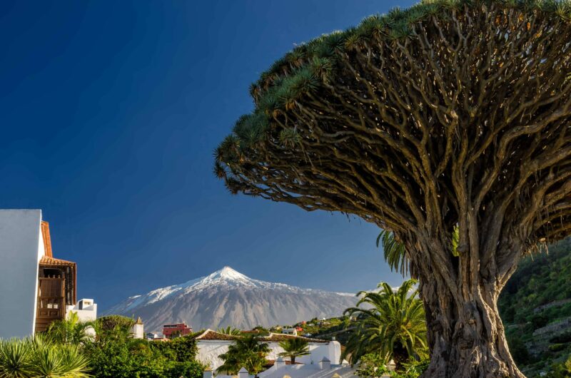 Drachenbaum und Teide auf Teneriffa