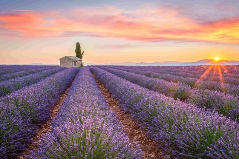 Valensole, Provence, Frankreich