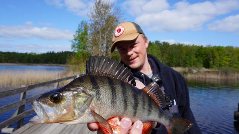 september bis anfang 2024 - angeln in schweden