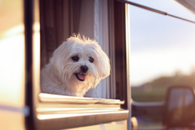 ADAC Haustier-Reiseversicherung: Was passiert, wenn das Tier erkrankt?