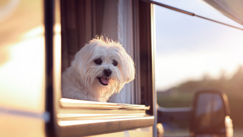 norwegen camping mit hund - skandinavien